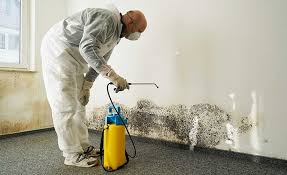 Biohazard Mold Removal in Bristol, FL